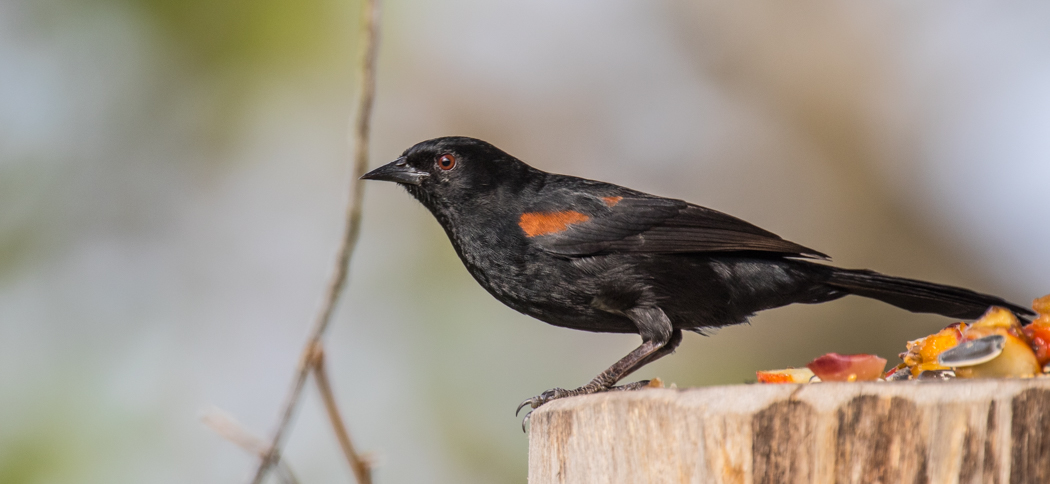 20160814epaulet_oriole
