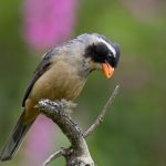 20161210golden-billed_saltator