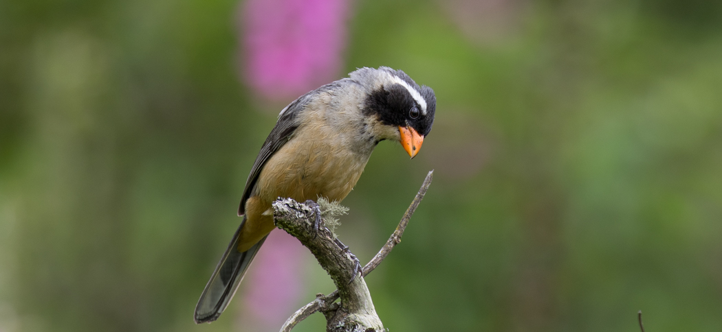 20161210golden-billed_saltator