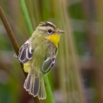 20180316crested_doradito