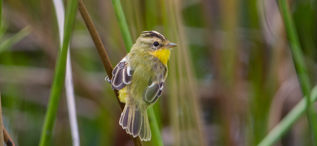 20180316crested_doradito