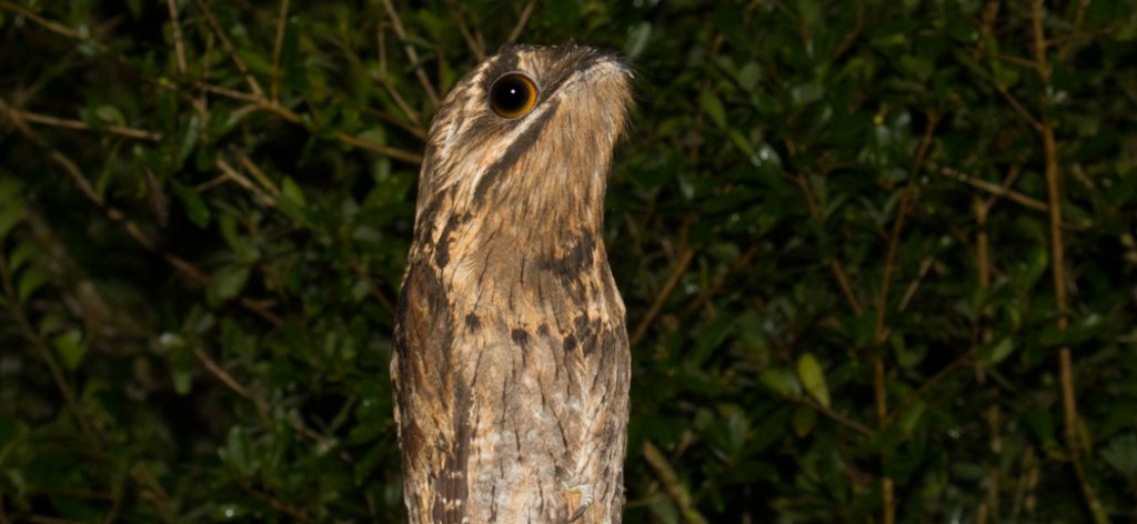 20180325common_potoo