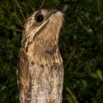 20180325common_potoo