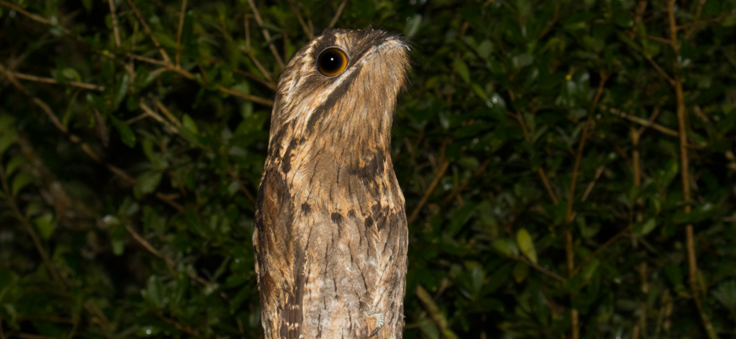 20180325common_potoo
