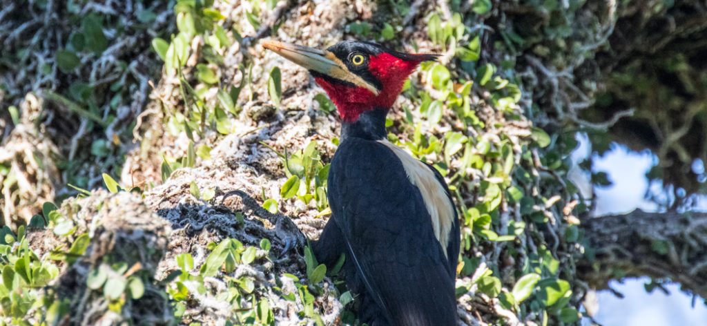 20180407cream-backed_woodpecker