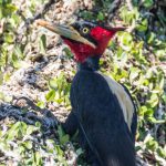 20180407cream-backed_woodpecker