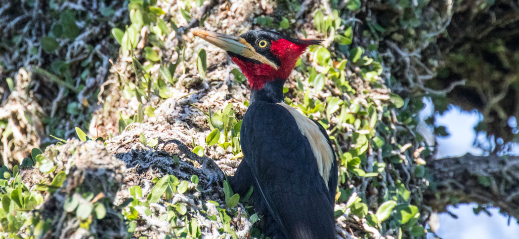 20180407cream-backed_woodpecker