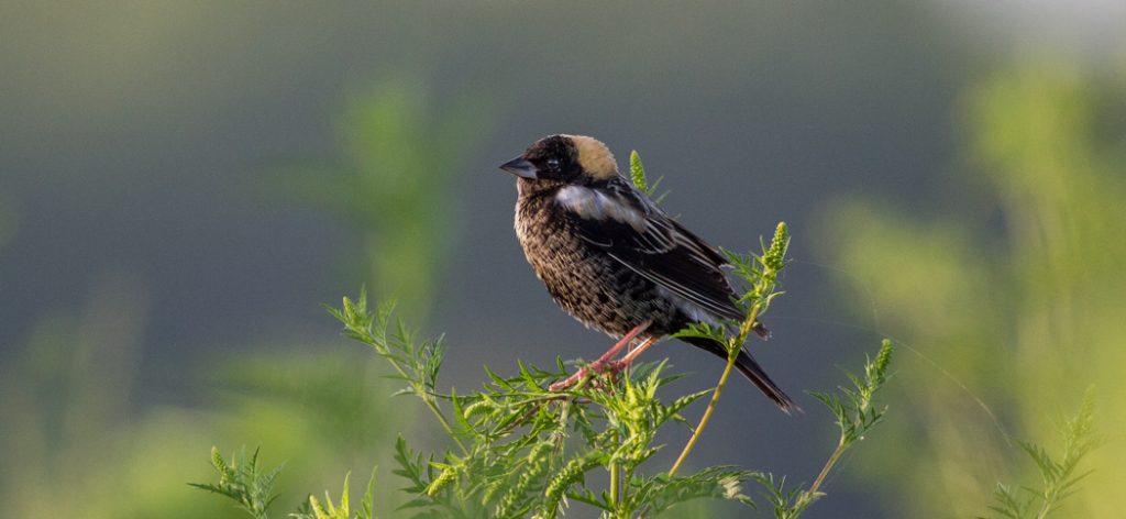 20180502bobolink