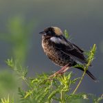 20180502bobolink