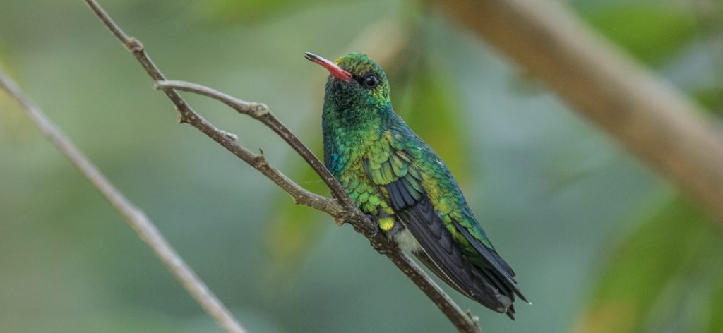 20180929glittering-bellied_emerald