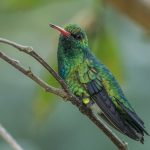 20180929glittering-bellied_emerald