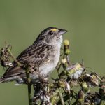 20181125grassland_sparrow