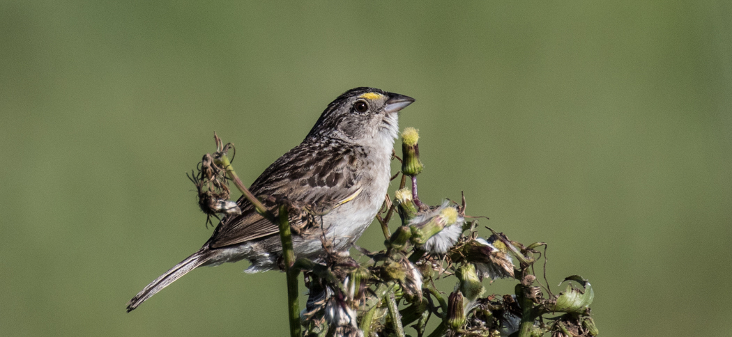 20181125grassland_sparrow