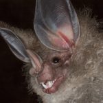 20190325molossus_rufus