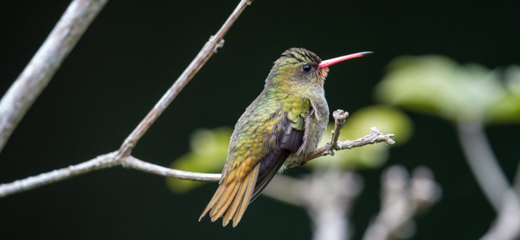 20190526gilded_sapphire