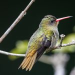 20190526gilded_sapphire