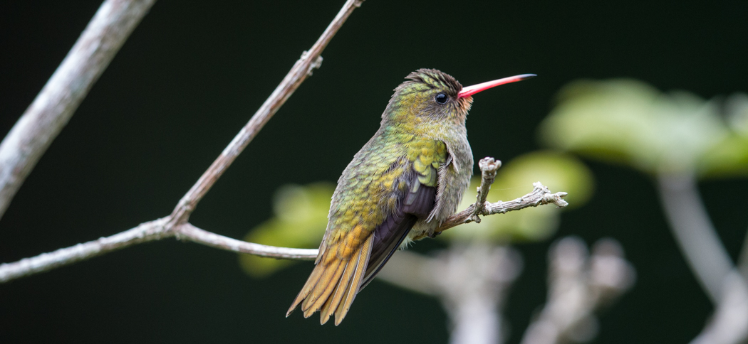 20190526gilded_sapphire