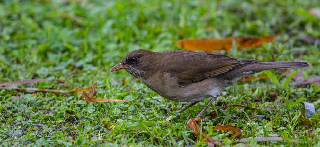 20190528creamy-bellied_thrush