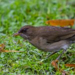 20190528creamy-bellied_thrush