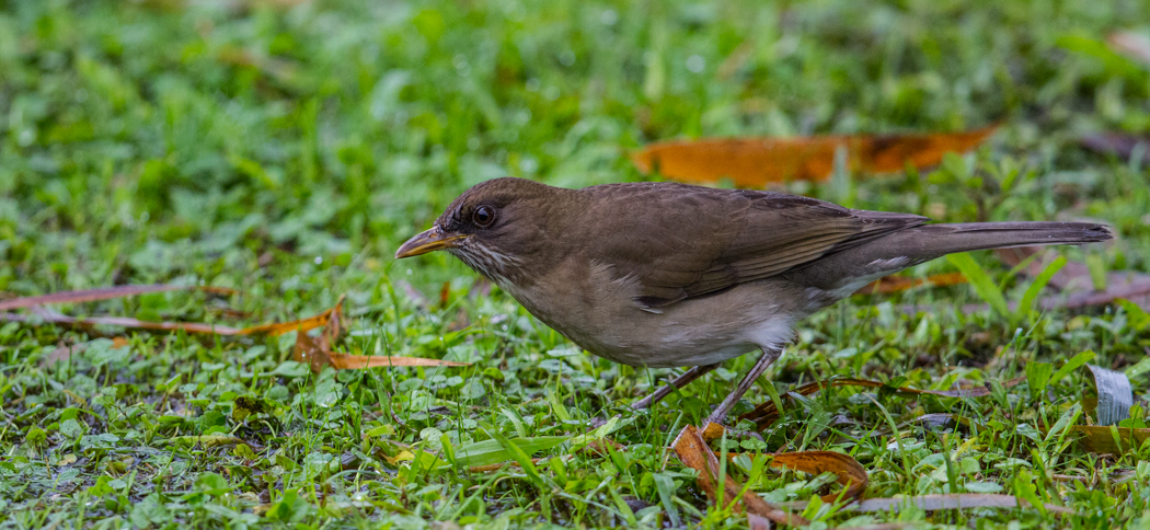20190528creamy-bellied_thrush