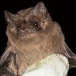 darida brasiliensis320x240