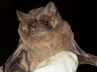 darida brasiliensis320x240