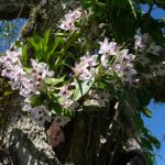 20191007orchids at dl