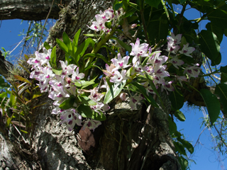 20191007orchids at dl