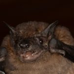 20191011molossops neglectus