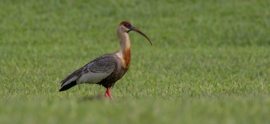 20191015buff-necked_ibis