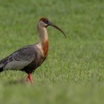 20191015buff-necked_ibis