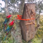 20200503aguara_guazu