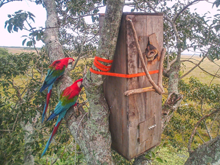 20200503aguara_guazu