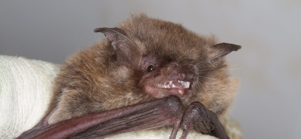3-myotis_riparius
