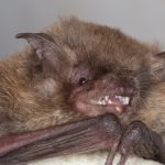 3-myotis_riparius