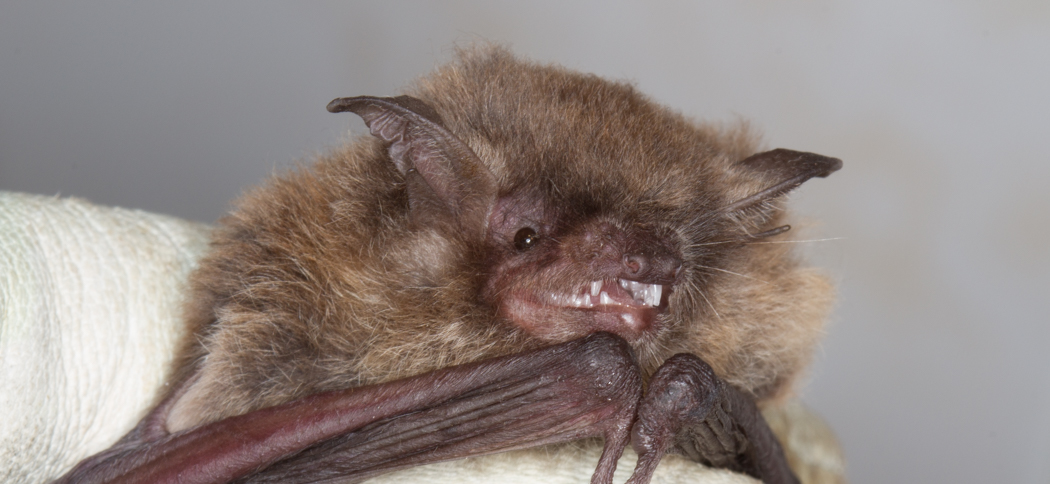 3-myotis_riparius