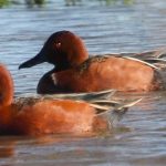 {58ee1ba5-4cbd-4fdb-947e-2175dc176c2f}_pato colorado