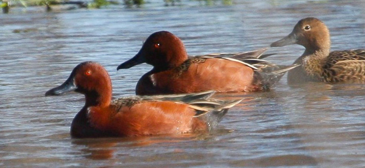 {58ee1ba5-4cbd-4fdb-947e-2175dc176c2f}_pato colorado