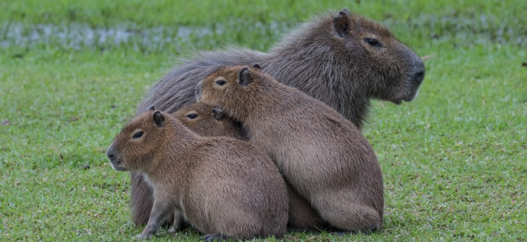 6-capybara