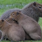 6-capybara