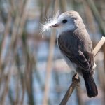 White-headed Marsh Tyrant (f)