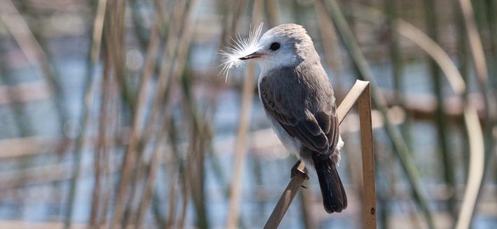 White-headed Marsh Tyrant (f)
