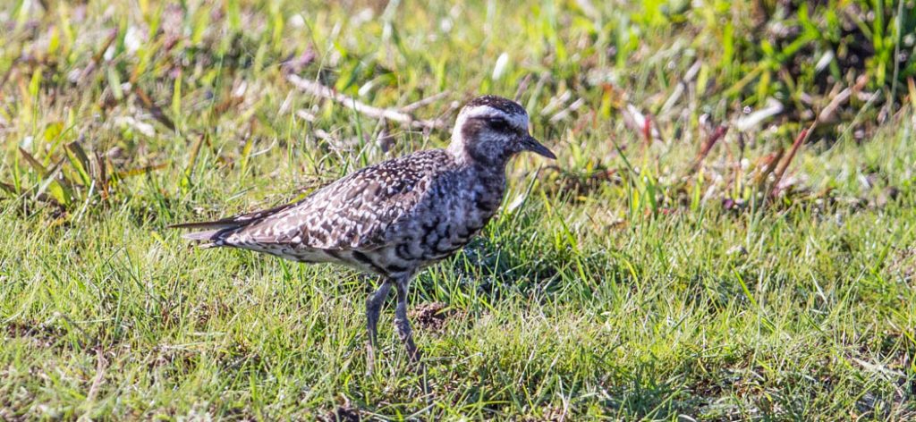 American-Golden-Plover