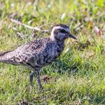 American-Golden-Plover