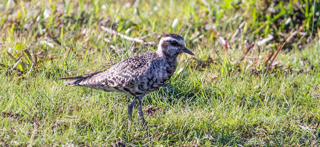 American-Golden-Plover