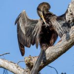 Anhinga