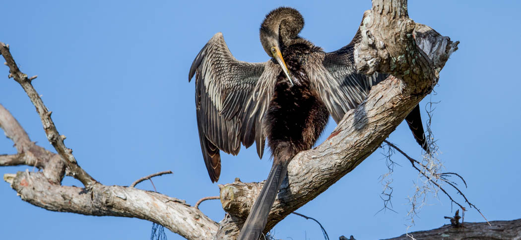 Anhinga