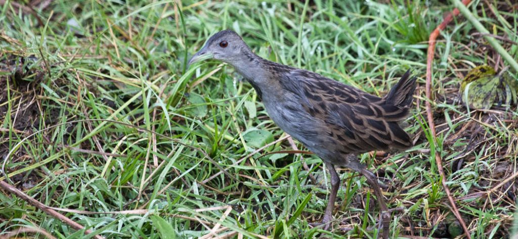 Ash-throated-Crake