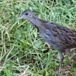 Ash-throated-Crake