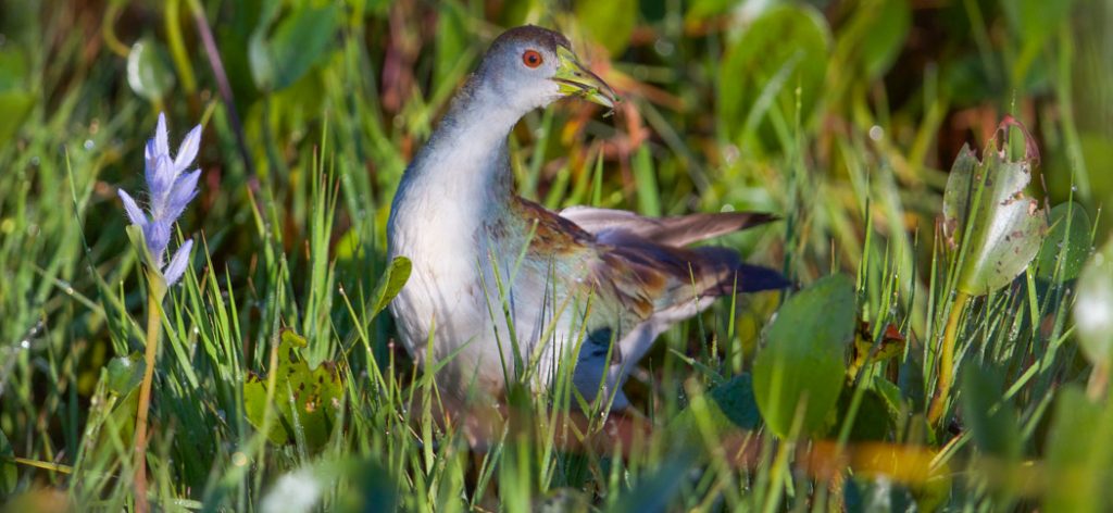 Azure-Gallinule